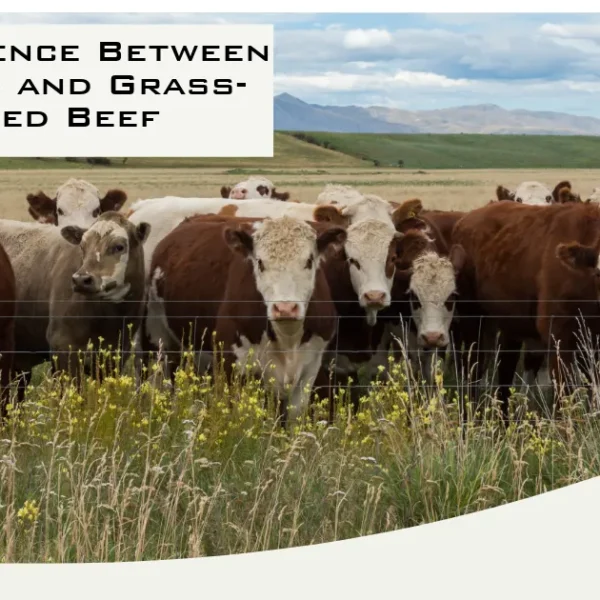 Understanding the distinction between grass-fed and grass-finished beef.